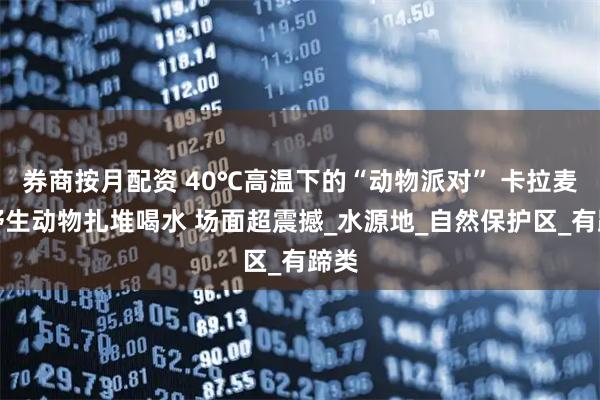 券商按月配资 40℃高温下的“动物派对” 卡拉麦里野生动物扎堆喝水 场面超震撼_水源地_自然保护区_有蹄类